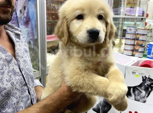 Golden Retriever Yavruları görsel